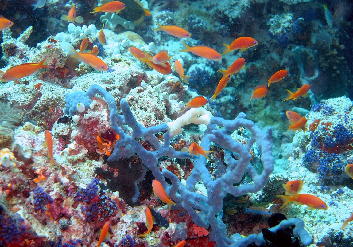 IMG_0856rf_Maldives_Madoogali_Plongee 9_House reef north_Barbiers rouges a queue de lyre_Pseudanthias Squamipinnis.jpg